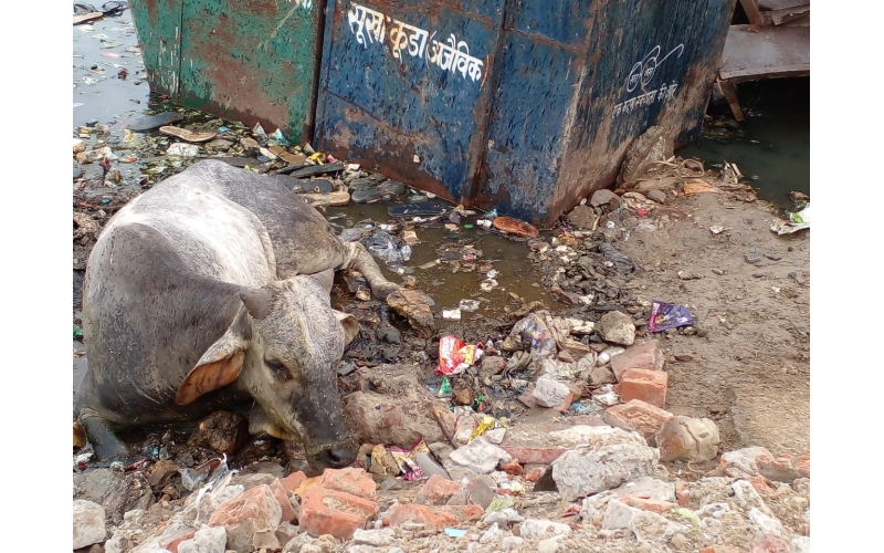 Gaumata baby spine injured- khora nib...