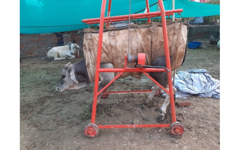 Gaumata baby spine injured- khora nib...