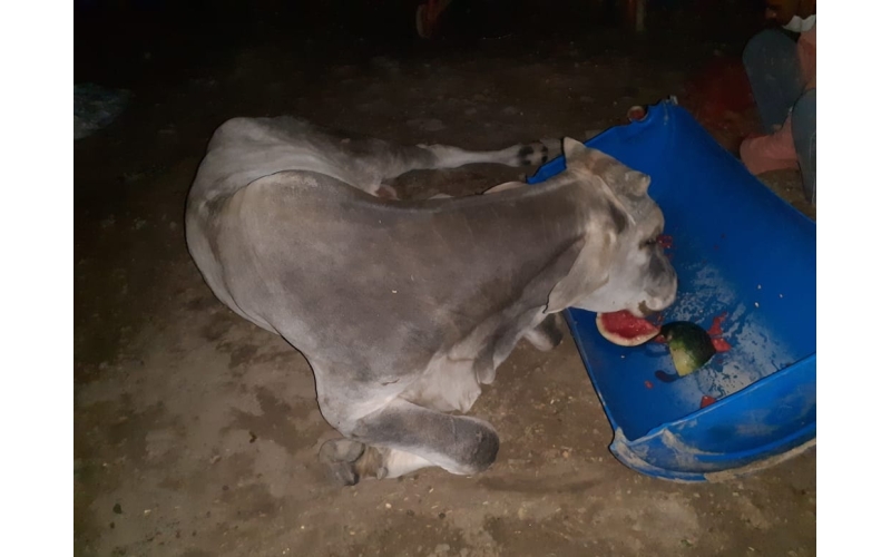 Gaumata baby spine injured- khora nib...