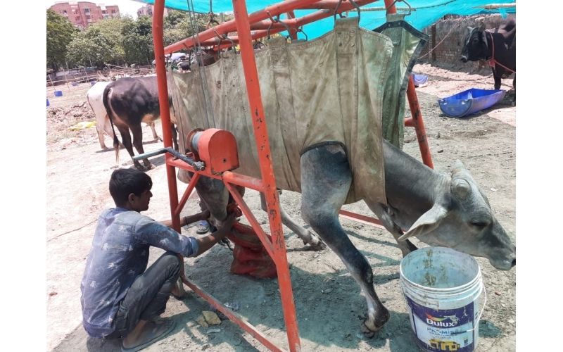 Gaumata baby spine injured- khora nib...