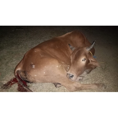 Mahadev Nandi Rescued –...