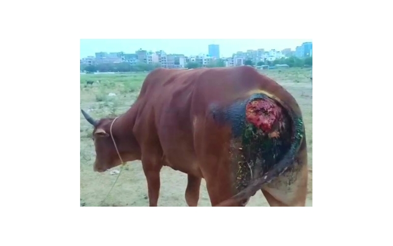Nandi baba,  deep dangerous maggots... Nandi baba,  deep dangerous maggots...