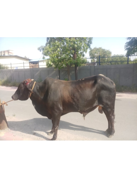 Nandi baba horn maggots wounds,  sector 71 noida