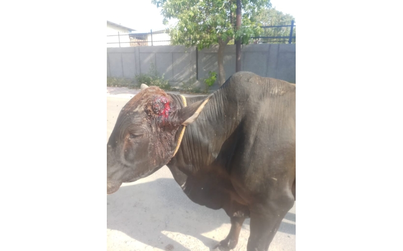 Nandi baba horn maggots wounds,...