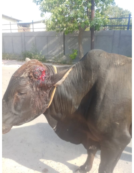 Nandi baba horn maggots wounds,  sector 71 noida