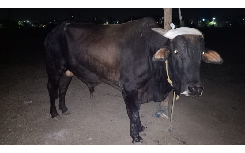 Nandi baba horn maggots wounds,...