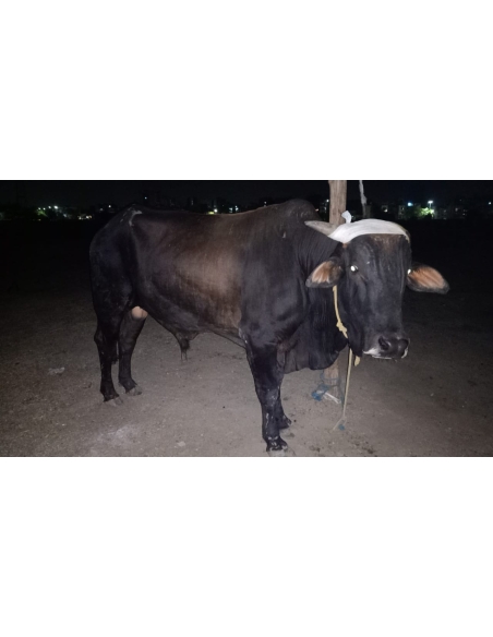 Nandi baba horn maggots wounds,  sector 71 noida