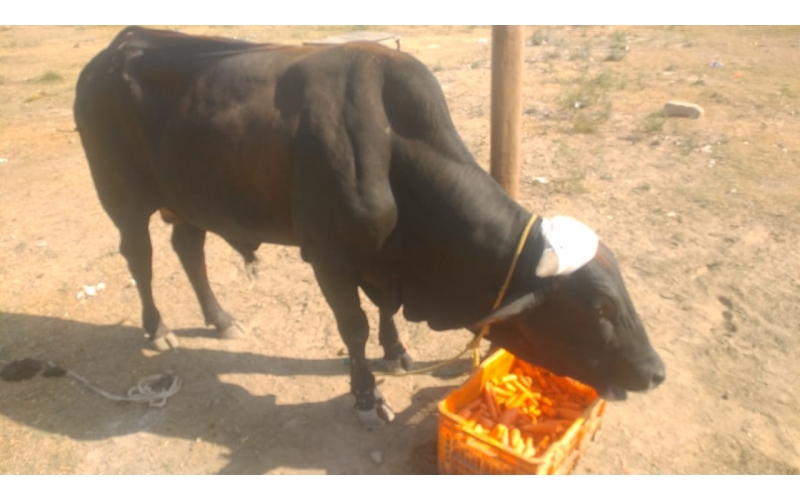 Nandi baba horn maggots wounds,...