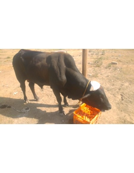 Nandi baba horn maggots wounds,  sector 71 noida