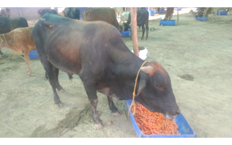 Nandi baba horn maggots wounds,...