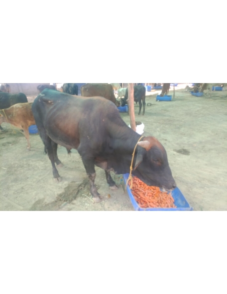 Nandi baba horn maggots wounds,  sector 71 noida