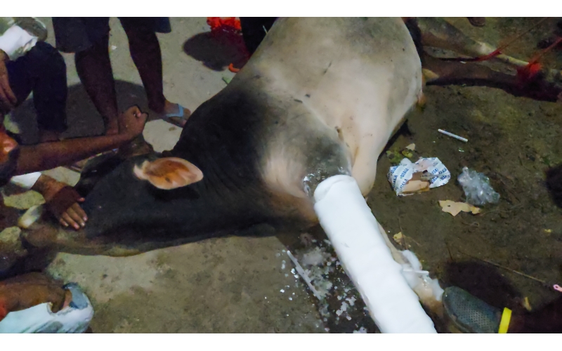 Nandi baba fractured leg, hit and run...