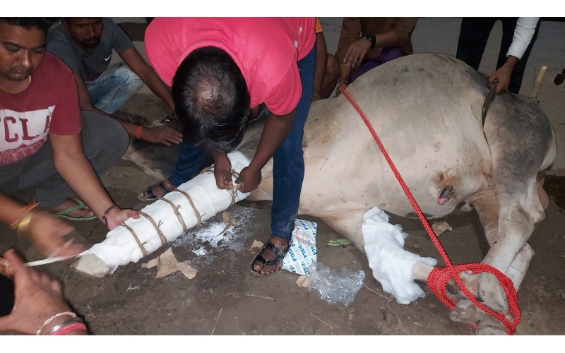 Nandi baba fractured leg, hit and run...