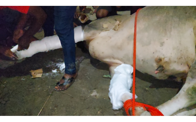 Nandi baba fractured leg, hit and run...