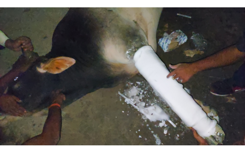 Nandi baba fractured leg, hit and run...