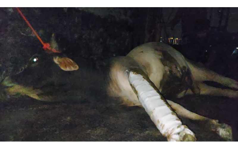 Nandi baba fractured leg, hit and run...