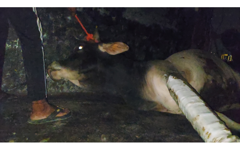 Nandi baba fractured leg, hit and run...