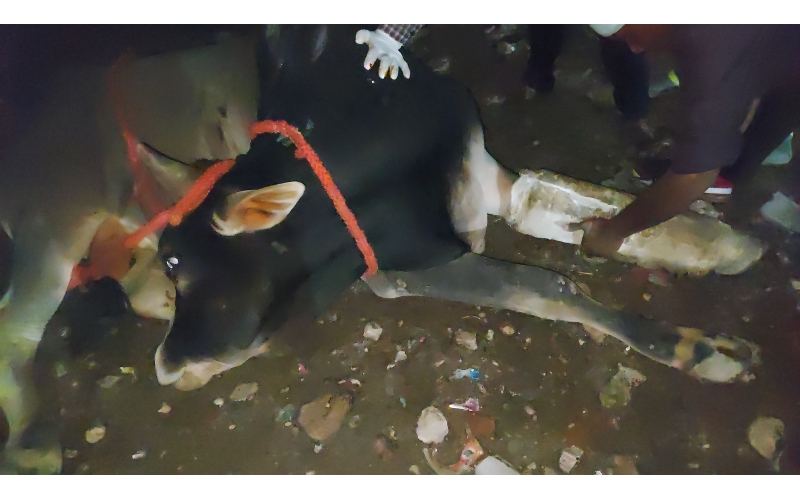 Nandi baba fractured leg, hit and run...