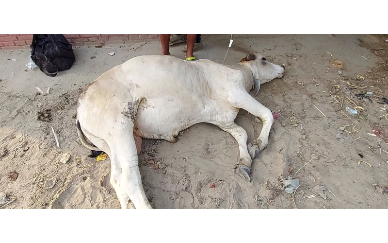 Nandi baba spine injured,  hit and...