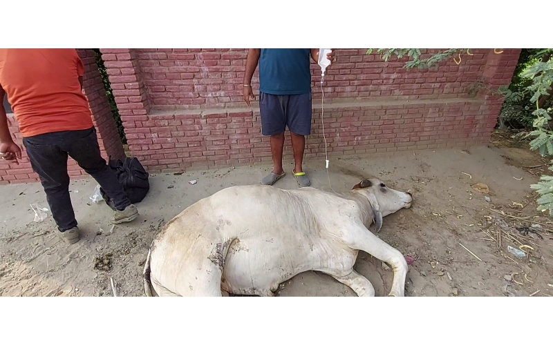 Nandi baba spine injured,  hit and...