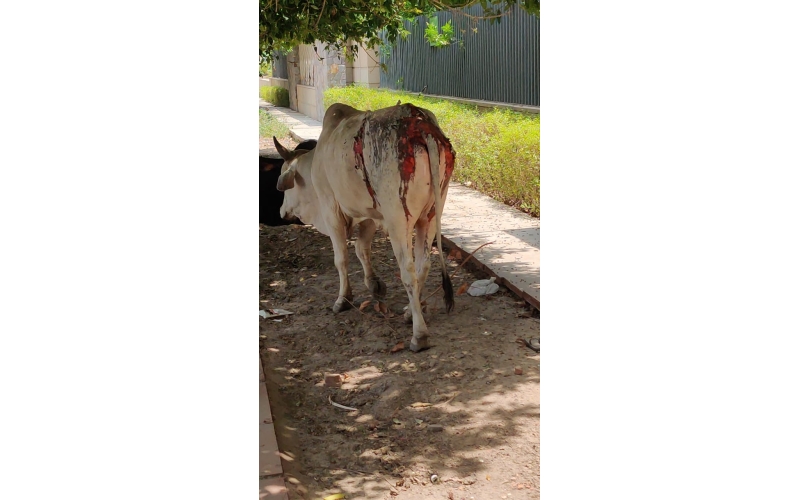 Acid attacked Nandi Baba- Sector 122... Acid attacked Nandi Baba- Sector 122...