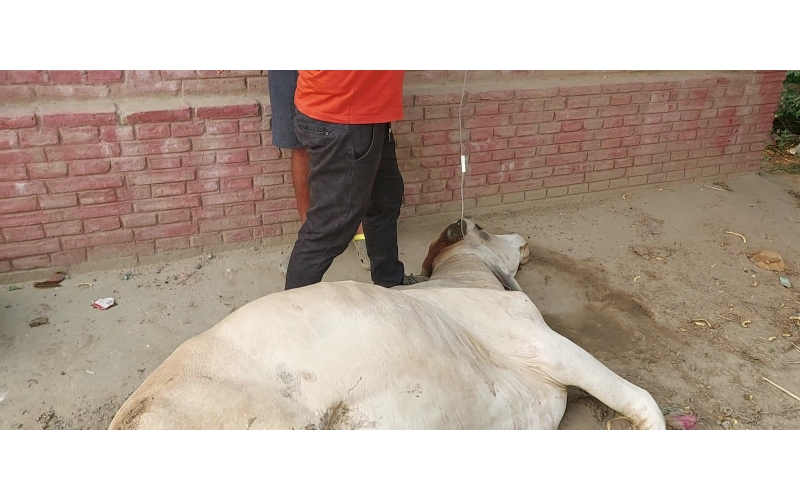 Nandi baba spine injured,  hit and...