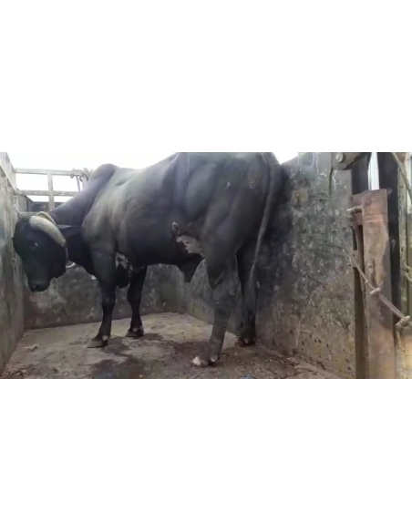 Nandi baba- maggots wounds at ear and stomach,  sector 121 noida