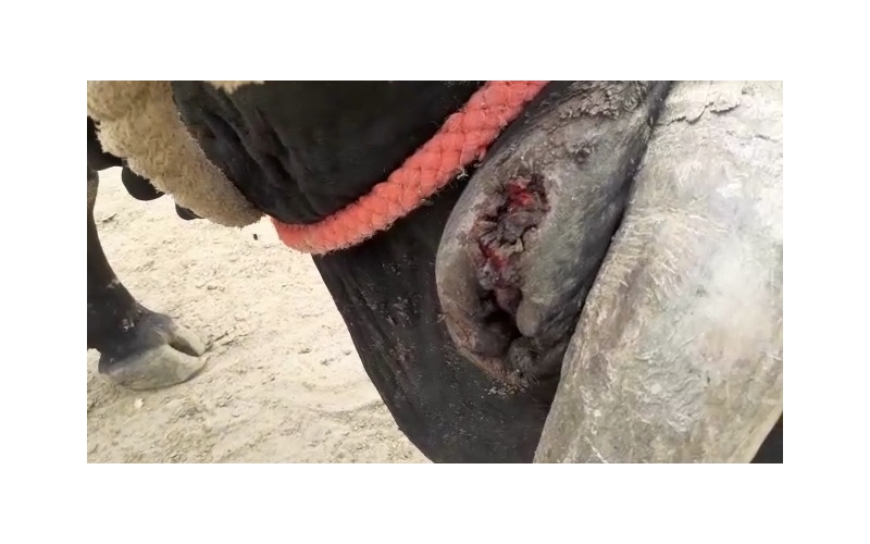 Nandi baba- maggots wounds at ear and...