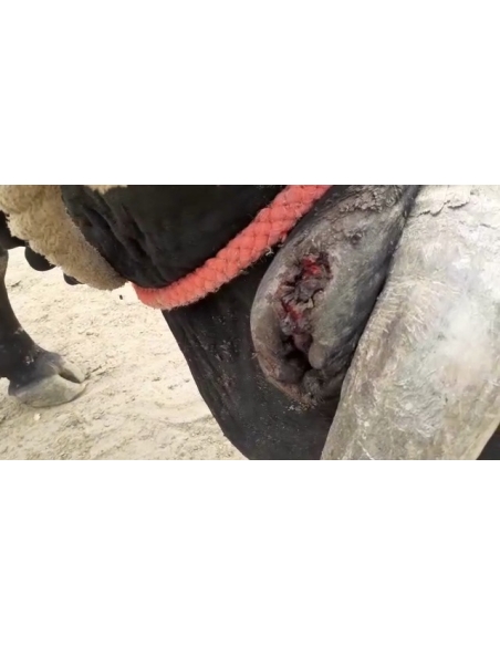 Nandi baba- maggots wounds at ear and stomach,  sector 121 noida