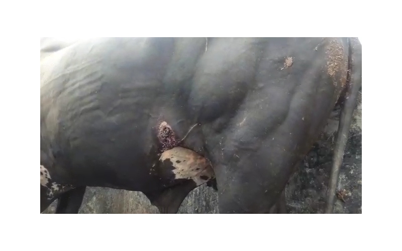 Nandi baba- maggots wounds at ear and...