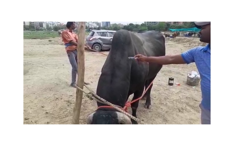 Nandi baba- maggots wounds at ear and...