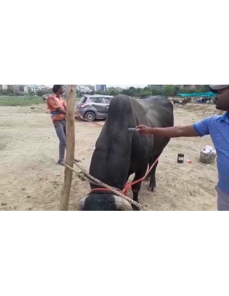 Nandi baba- maggots wounds at ear and stomach,  sector 121 noida
