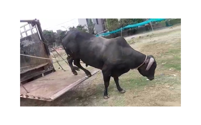 Nandi baba- maggots wounds at ear and...