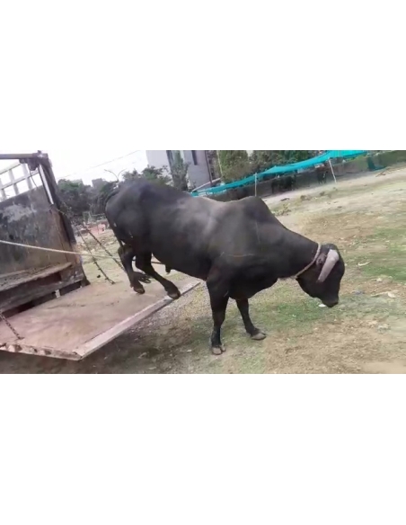 Nandi baba- maggots wounds at ear and stomach,  sector 121 noida