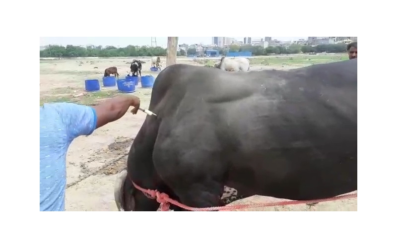 Nandi baba- maggots wounds at ear and...