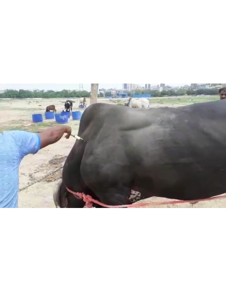 Nandi baba- maggots wounds at ear and stomach,  sector 121 noida