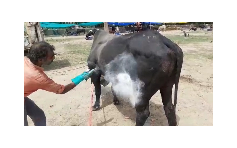 Nandi baba- maggots wounds at ear and...