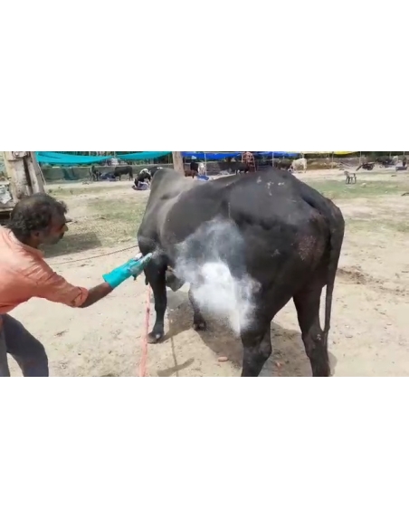 Nandi baba- maggots wounds at ear and stomach,  sector 121 noida