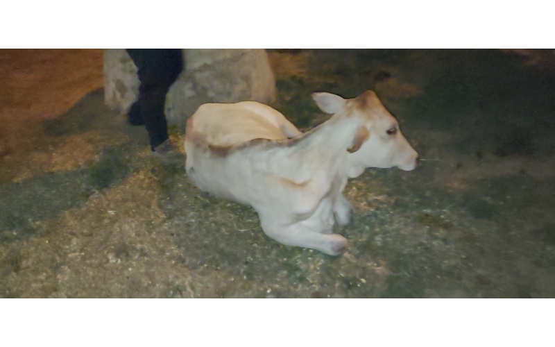 Gaumata baby high fever - noida... Gaumata baby high fever - noida...