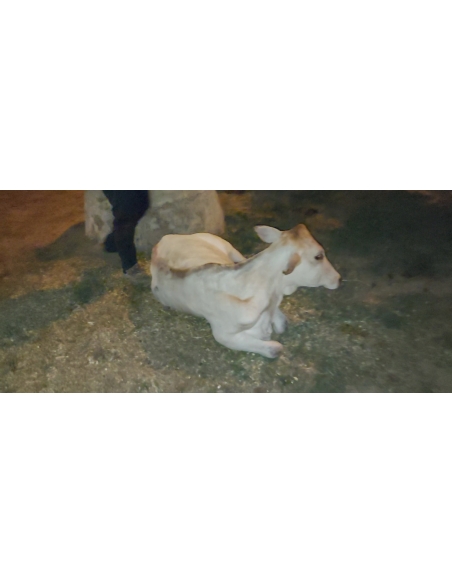 Gaumata baby high fever - noida extension