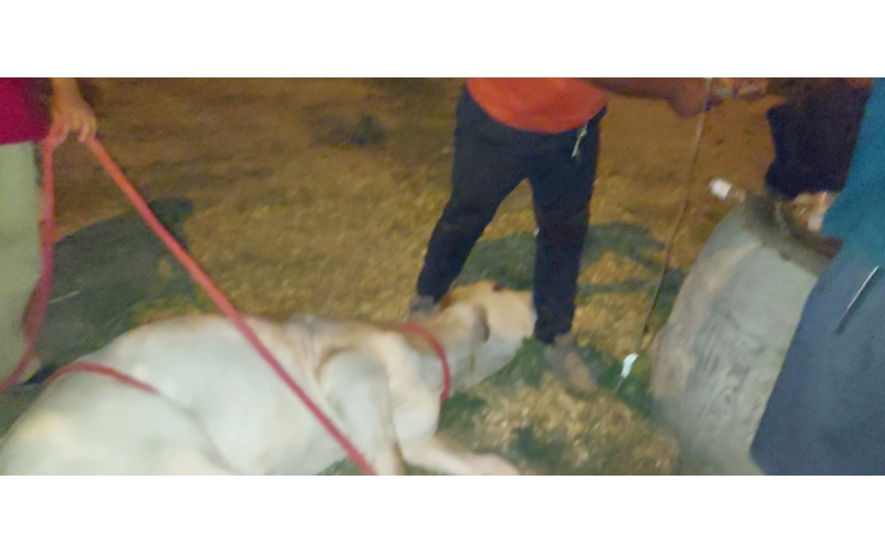 Gaumata baby high fever - noida... Gaumata baby high fever - noida...