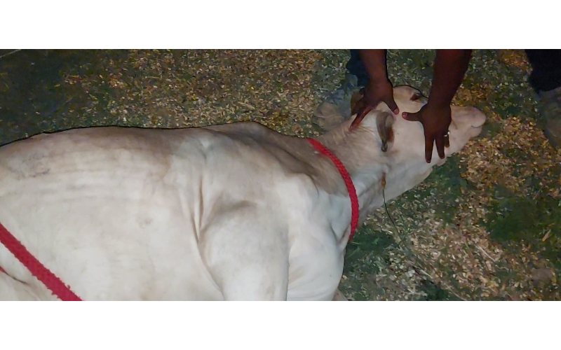 Gaumata baby high fever - noida... Gaumata baby high fever - noida...