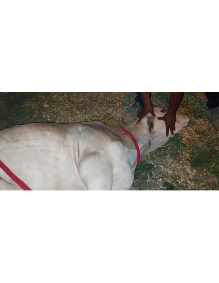Gaumata baby high fever - noida extension