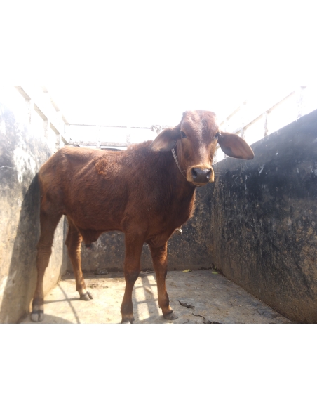Gaumata baby orphaned roaming hungry on streets,  sector 31 noida