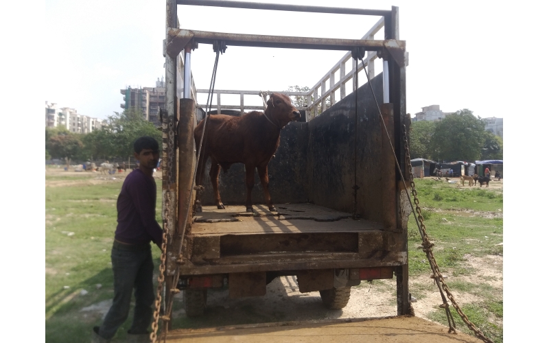 Gaumata baby orphaned roaming hungry... Gaumata baby orphaned roaming hungry...