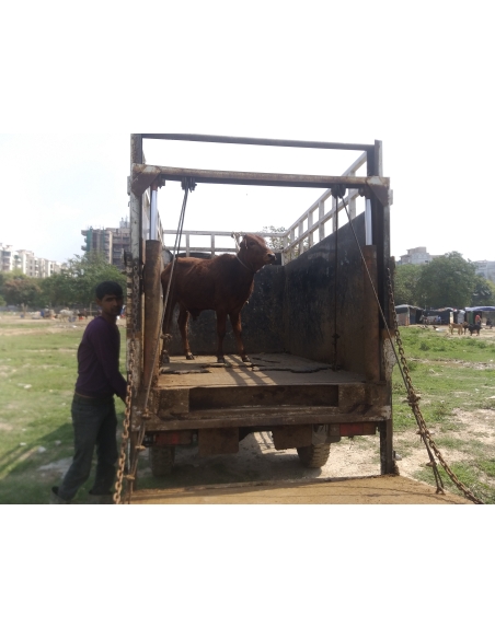 Gaumata baby orphaned roaming hungry on streets,  sector 31 noida