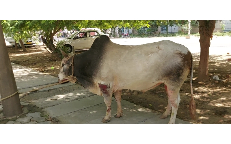 Nandi baba,  wounds over body,  noida... Nandi baba,  wounds over body,  noida...