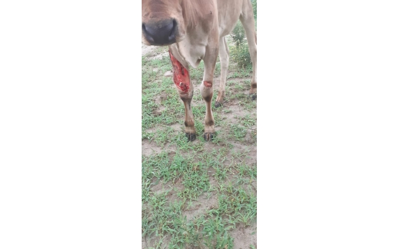 Baby Gaumata leg injured maggots wounds
