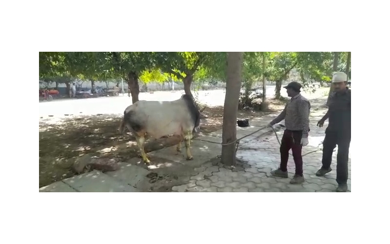 Nandi baba,  wounds over body,  noida... Nandi baba,  wounds over body,  noida...