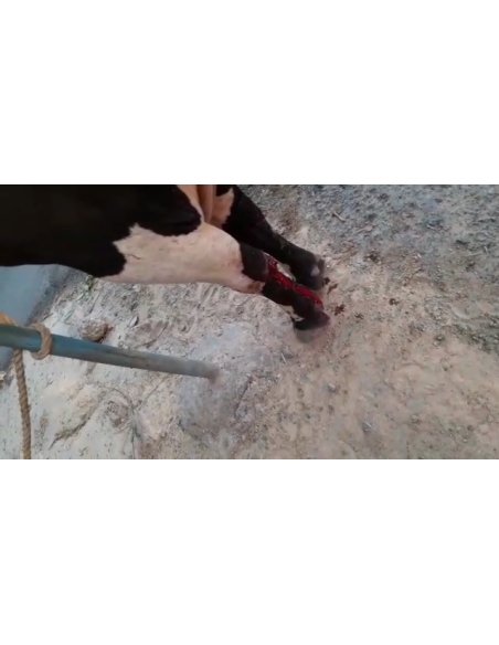 Nandi baba maggots wounds noida